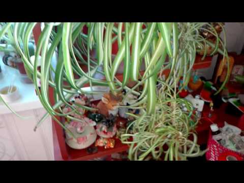 Видео: Мой Хлорофитум зацвел😂😂😂😂