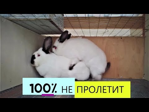 Видео: Как понять что КРОЛЬЧИХА покрылась