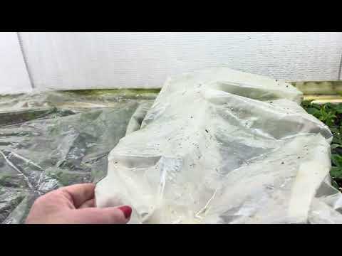 Видео: Первая партия гортензии на укоренении. Опрыскивание. 03.04