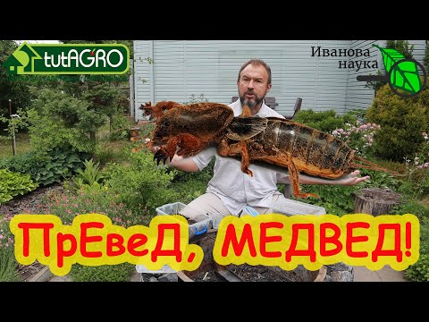 Видео: Я перепробовал ВСЁ! И ВОТ это средство РЕАЛЬНО ПОМОГАЕТ! ИЗБАВИТЬСЯ ОТ МЕДВЕДКИ, ЛИЧИНОК И МУРАВЬЕВ.