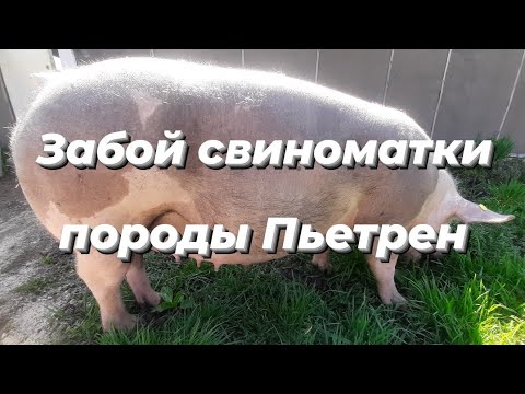Видео: ❌Забой свиноматки породы Пьетрен‼Соотношение сала и мяса✅