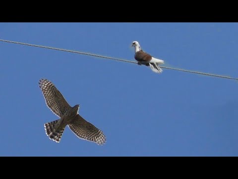 Видео: Goshawk Attacks Pigeons Ястреб Жестоко Атакует Голубей 2023 | Hawk Brutally Attacks Pigeons