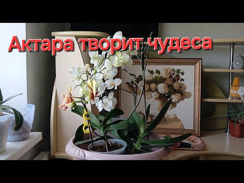 Видео: Актара творит чудеса. Делаю  профилактическую обработку от вредителей