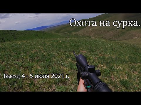 Видео: Охота на сурка. Второй выезд.  #сурок