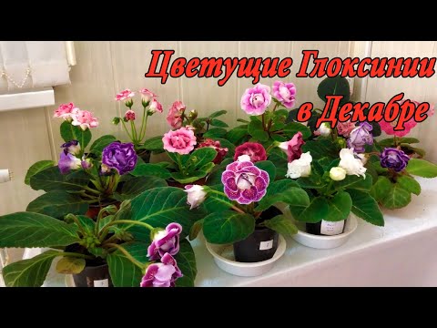 Видео: Цветущие Глоксинии в Декабре