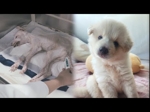 Видео: Щенки превратились в монстров!! [4-месячная борьба Тедди за выживание – Часть 1]