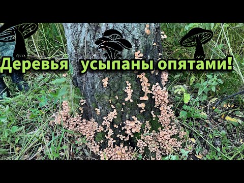 Видео: Не поленились и сходили вечером в  ЛЕС!А там все деревья усыпаны опятами…