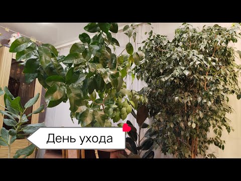 Видео: Уход за Комнатными Растениями🪴Обрезки, перестановки, горячий душ💦