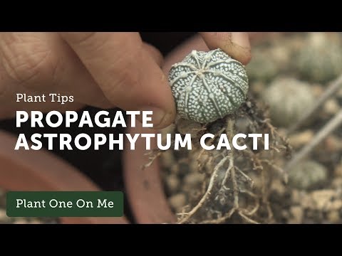 Видео: Как размножать кактусы астрофитум — Эпизод 107
