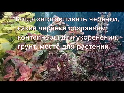 Видео: Когда и как сохранять колеусы зимой