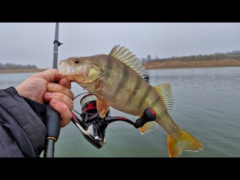 Видео: Зимний спиннинговый выезд в туманную и пасмурную погоду. 11 01 2025