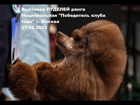 Видео: Моно ПУДЕЛЬ, Победитель клуба, Москва, 27.05.2023, Судья Щуко Ю.Н.