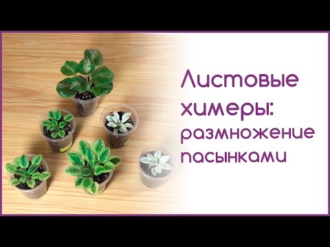 Видео: Листовые химеры: размножение пасынками