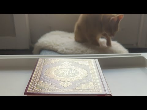 Видео: Daniella Дана Yussupbek is live!