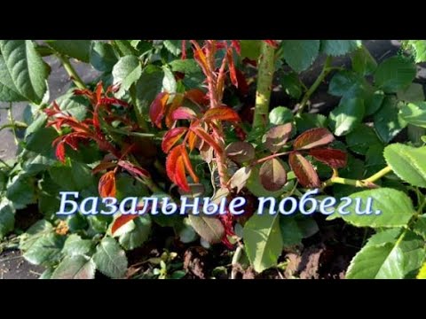 Видео: Базальные побеги. Питомник 🌹 и 🌲 Е. Иващенко