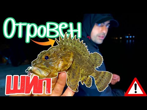 Видео: ОПАСЕН МОРСКИ РИБОЛОВ.ЛОВИМ РИБИ с ОТРОВЕН ШИП!