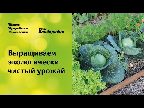 Видео: Выращиваем экологически чистый урожай. Защита растений