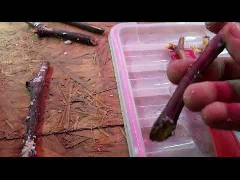 Видео: Правдивые результаты опыта с укоренителями для черенка винограда .