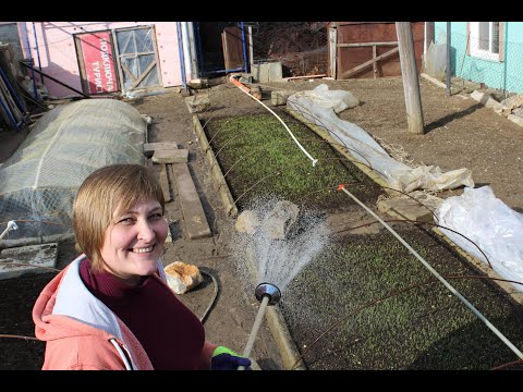 Видео: Полив рассады Ялтинского лука. Выращивание лука из  чернушки.Сезон 2020