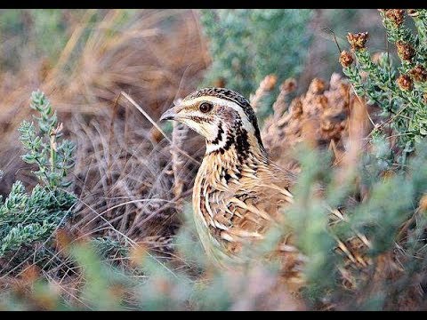 Видео: Охота на перепела 2018 с эпаньоль бретон Белл, часть вторая / quail hunting 2018
