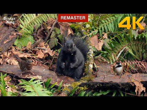 Видео: кошка тв 😺📺🐶Милые птицы и белки в лесу 🐦 Новая версия (4K UHD)