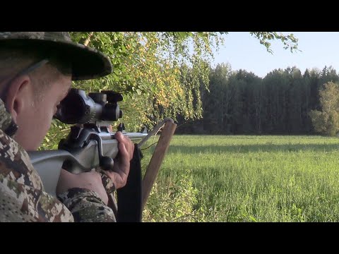 Видео: Охота на лося на реву  (сентябрь 2024) Rufjagd auf Elchwild
