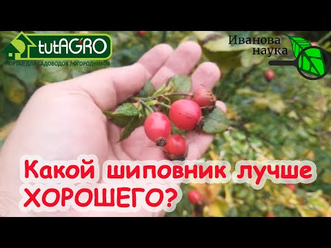 Видео: ВСЕ ВНИМАНИЕ НА... ТОРЧУНЫ! Как выбрать полезный шиповник? Шиповник - кладезь пользы и здоровья!
