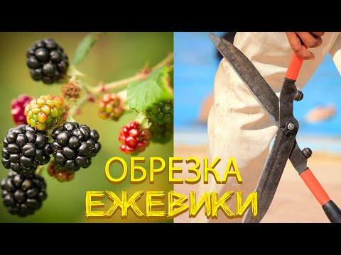 Видео: Обрезка Ремонтантной Ежевики