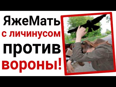 Видео: Яжемать с личинусом  против вороны!