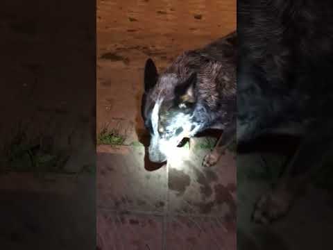 Видео: Хэви играет с яблоком