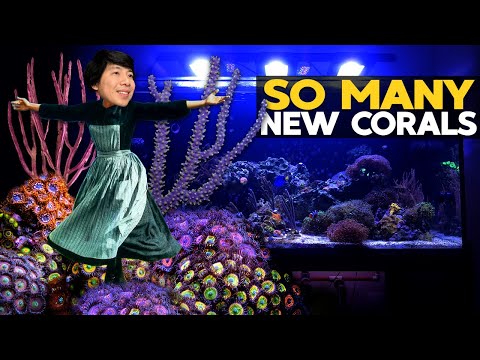 Видео: БОЛЬШОЕ обновление: «Gorgonian Garden» ЗАВЕРШЕН! 😍 (135 г — 15.11.2020)