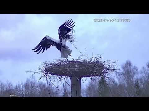 Видео: Аисты строят гнездо