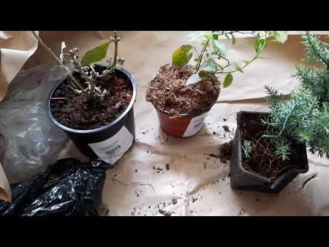 Видео: Осенняя посылка от Агромаркет 24. Возврат денег за товар.
