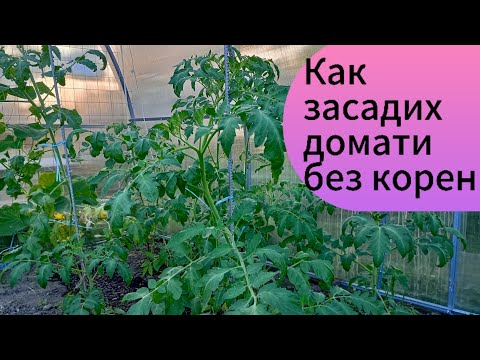 Видео: Как засадих домати без корен...Салата с червено цвекло...Сиропът от бъз е готов