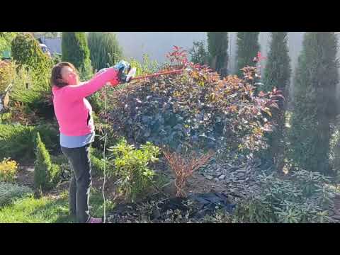 Видео: Формируем зонт из пузыреплодника 'Lady in Red'/ Давайте мечтать вместе