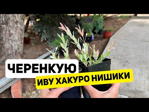 Видео: Как черенковать ИВУ ХАКУРО НИШИКИ?