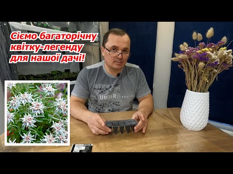 Видео: Сію едельвейс- неперевершену багаторічну квітку-легенду!