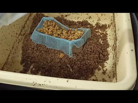 Видео: Селекция чёрной львинки №2