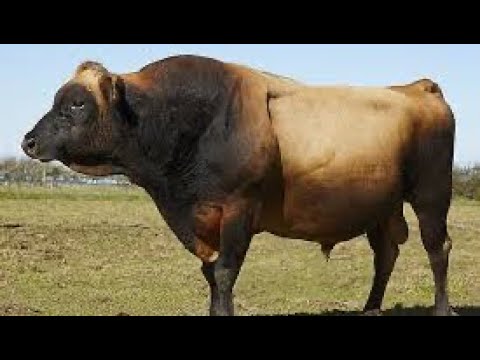Видео: Бык 🐂  в деле.  В каком возрасте бык может удачно покрыть корову? Раньше чем мы думаем !