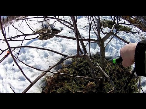 Видео: Яблоня. Как я обрезал яблоню в "Чашу" весной (шаг 2)