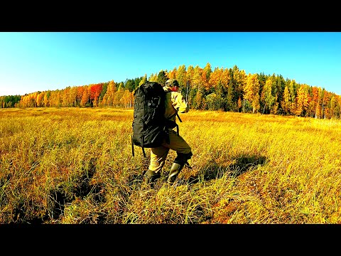 Видео: Не Ожидал, Что на Этом Болоте Много Клюквы. Готовлю Шашлык на Мангале Unikit. Сказочная Карелия
