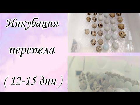 Видео: Инкубация перепелиных яиц/12-15 дни/Инкубатор на 36 яиц/Отключение автоповорота/Малютки Виктории
