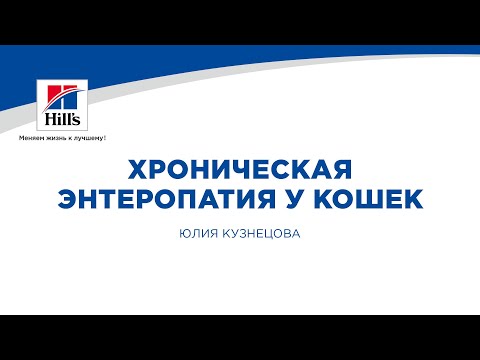 Видео: Вебинар на тему: “Хроническая энтеропатия у кошек”. Лектор - Юлия Кузнецова.