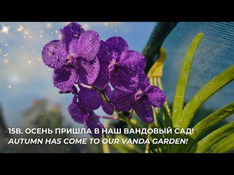 Видео: 15В. Осень пришла в наш вандовый сад! Autumn has come to our vanda garden!