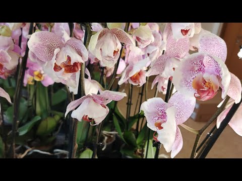 Видео: ПРООРХИДЕИ. Обзор новой поставки орхидей