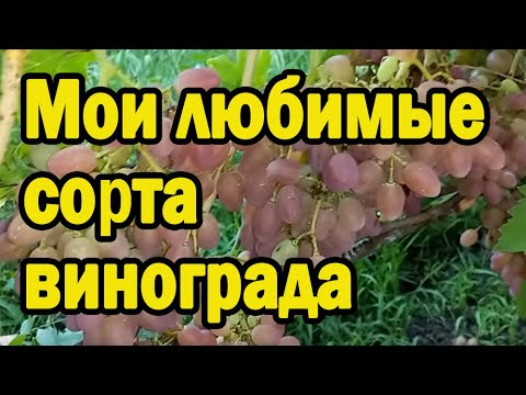 Видео: Мои любимые сорта винограда
