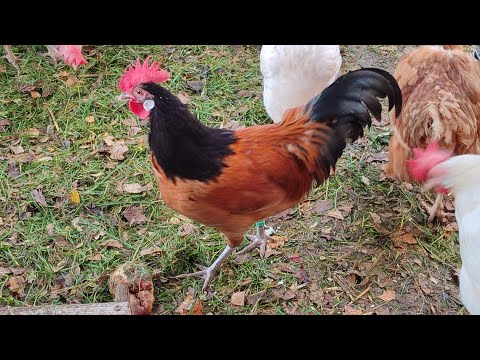 Видео: ВЫЧИСТИЛА КУРЯТНИК🔥УТКИ ПЕРЕЕХАЛИ🛑СБОР ЯИЦ И ОТВЕТ НА ЗАГАДКУ😊