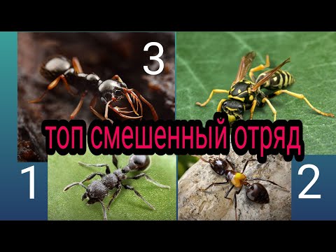 Видео: смешенный топ отряд охрана и стрелки the ants underground kingdom