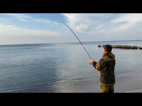 Видео: Камбала в Балтийском море, Калининград