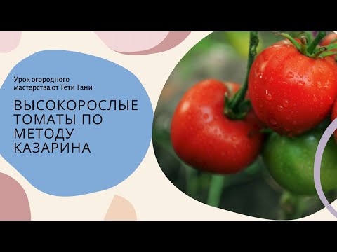 Видео: Высокорослые томаты без полива на улице. Все просто.